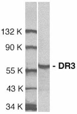 Western blot analysis of whole cell lysate from Jurkat cells probed with Rabbit anti Human DR3