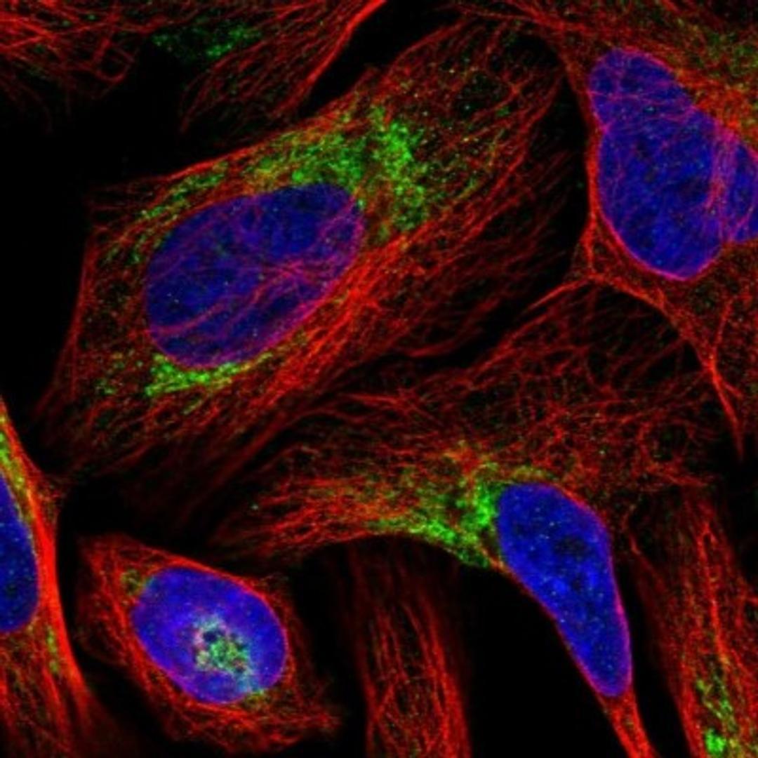 Immunocytochemistry/Immunofluorescence: BRP44L Antibody [NBP1-91706] - Staining of human cell line U-2 OS shows positivity in mitochondria.