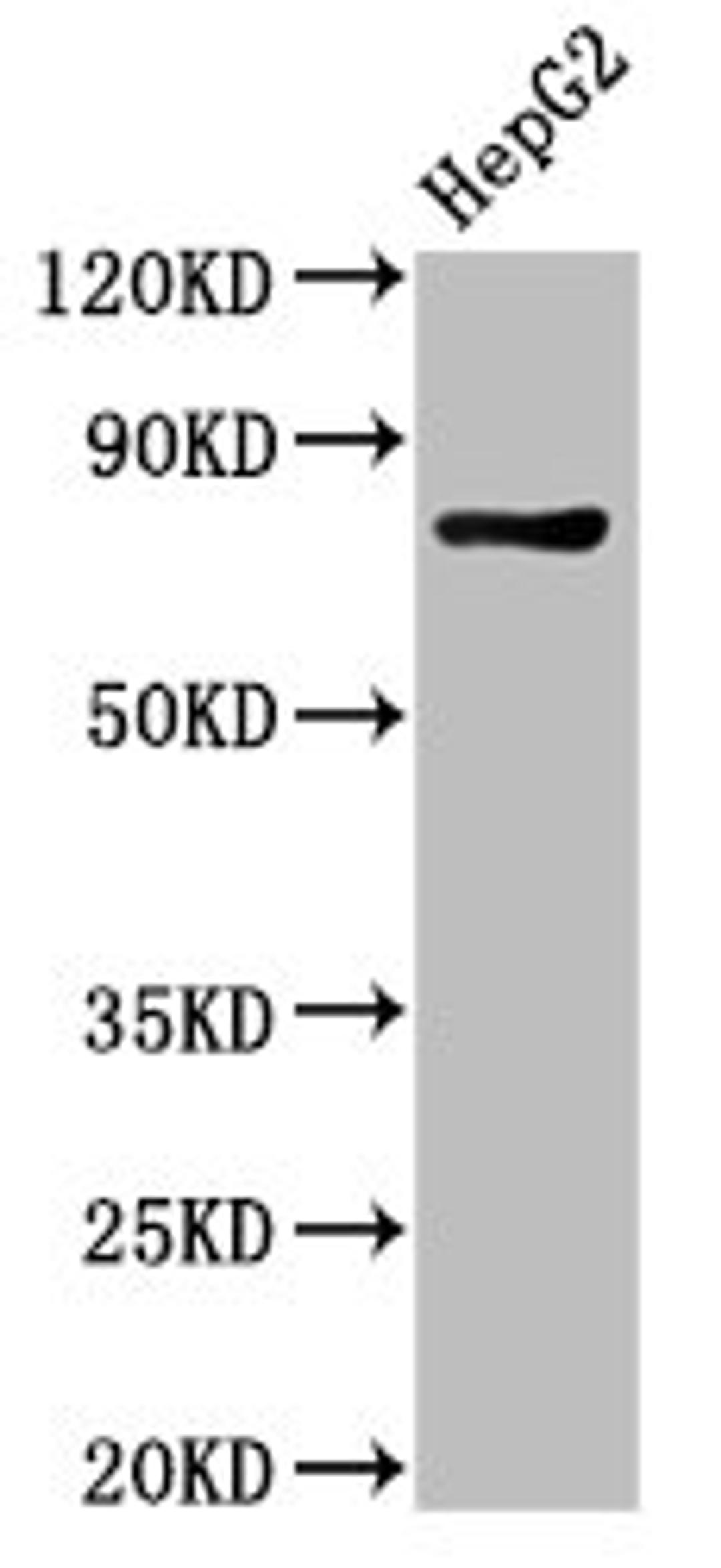 Western Blot. Positive WB detected in: HepG2 whole cell lysate. All lanes: PROX1 antibody at 3µg/ml. Secondary. Goat polyclonal to rabbit IgG at 1/50000 dilution. Predicted band size: 84 kDa. Observed band size: 84 kDa