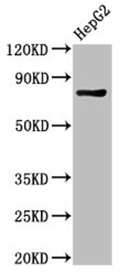 Western Blot. Positive WB detected in: HepG2 whole cell lysate. All lanes: PROX1 antibody at 3µg/ml. Secondary. Goat polyclonal to rabbit IgG at 1/50000 dilution. Predicted band size: 84 kDa. Observed band size: 84 kDa