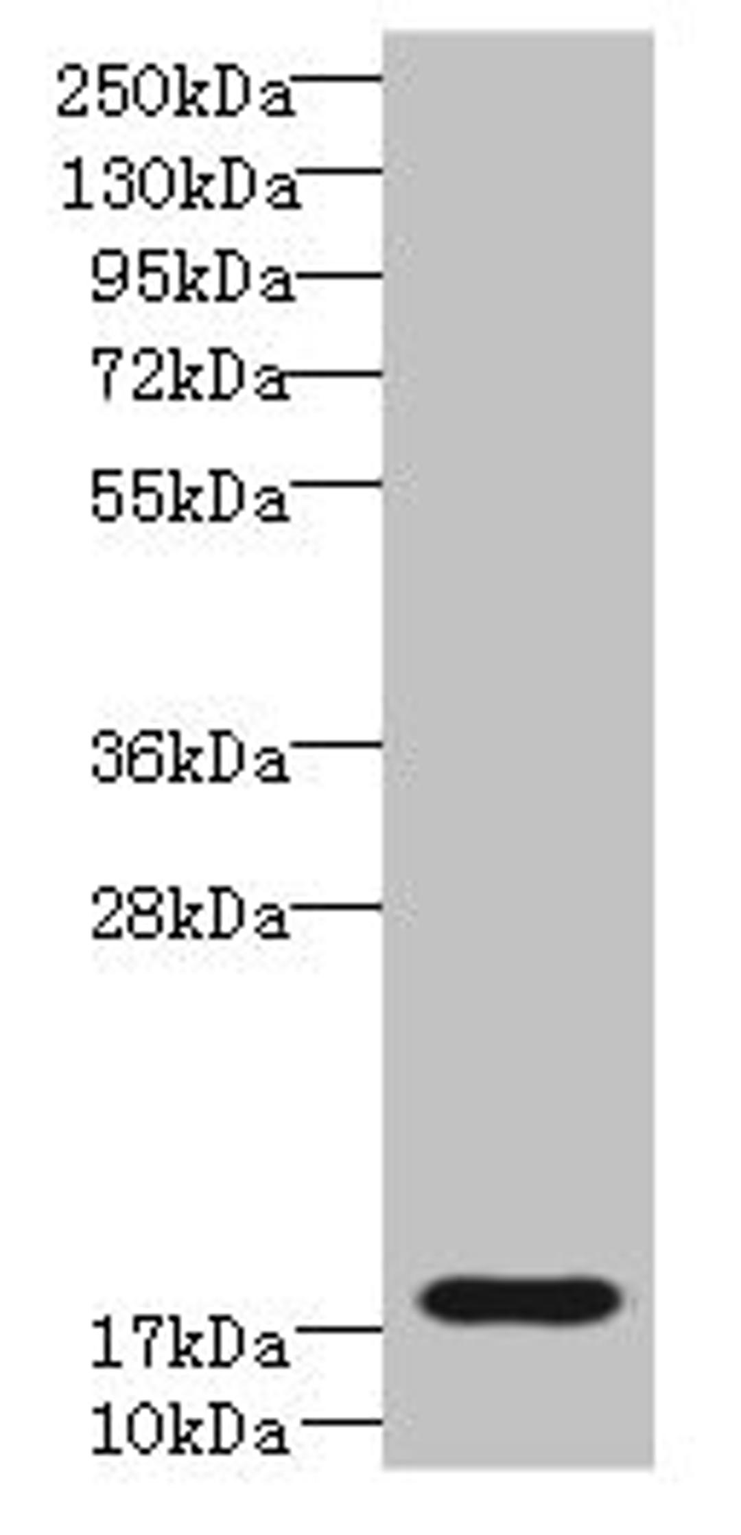 Western blot. All lanes: TRAPPC6B antibody at 4µg/ml + Mouse kidney tissue. Secondary. Goat polyclonal to rabbit IgG at 1/10000 dilution. Predicted band size: 18, 15 kDa. Observed band size: 18 kDa