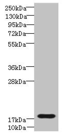 Western blot. All lanes: TRAPPC6B antibody at 4µg/ml + Mouse kidney tissue. Secondary. Goat polyclonal to rabbit IgG at 1/10000 dilution. Predicted band size: 18, 15 kDa. Observed band size: 18 kDa