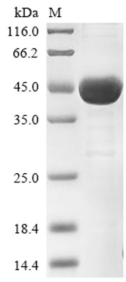(Tris-Glycine gel) Discontinuous SDS-PAGE (reduced) with 5% enrichment gel and 15% separation gel.