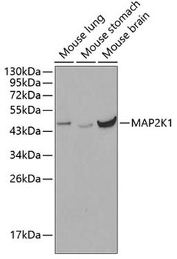 Western blot - MAP2K1 antibody (A0252)