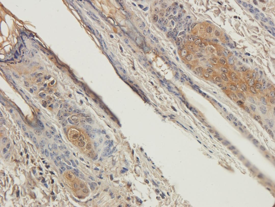 IHC-P image of guinea pig skin tissue using anti-CXCR1 (2.5 ug/ml)