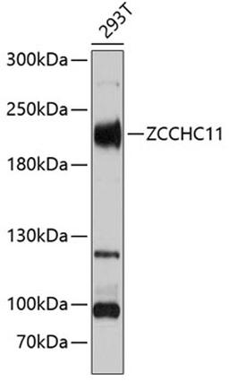 Western blot - ZCCHC11 Antibody (A5972)