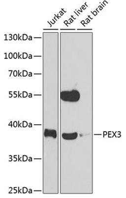 Western blot - PEX3 antibody (A7352)