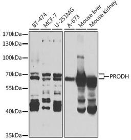 Western blot - PRODH antibody (A5836)