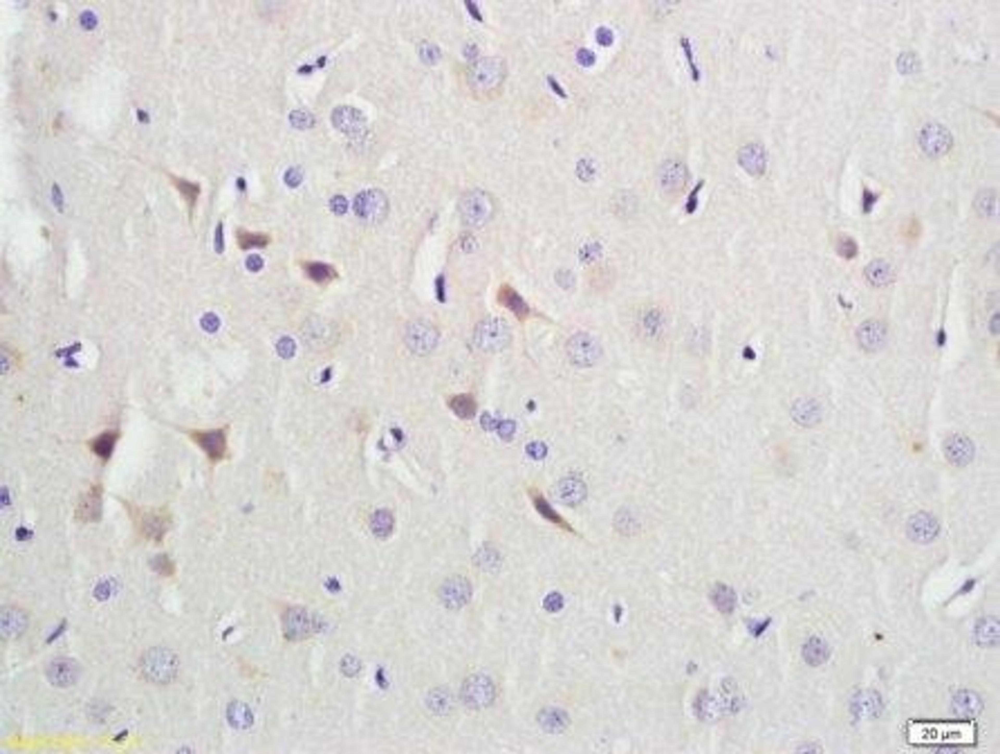 Immunohistochemical staining of paraffin embedded rat brain tissue using LDL Receptor antibody