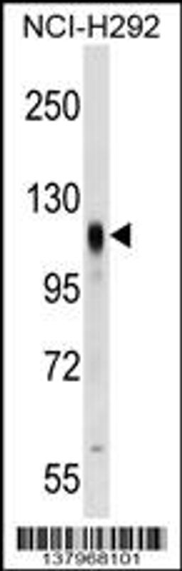 Western blot analysis in NCI-H292 cell line lysates (35ug/lane).