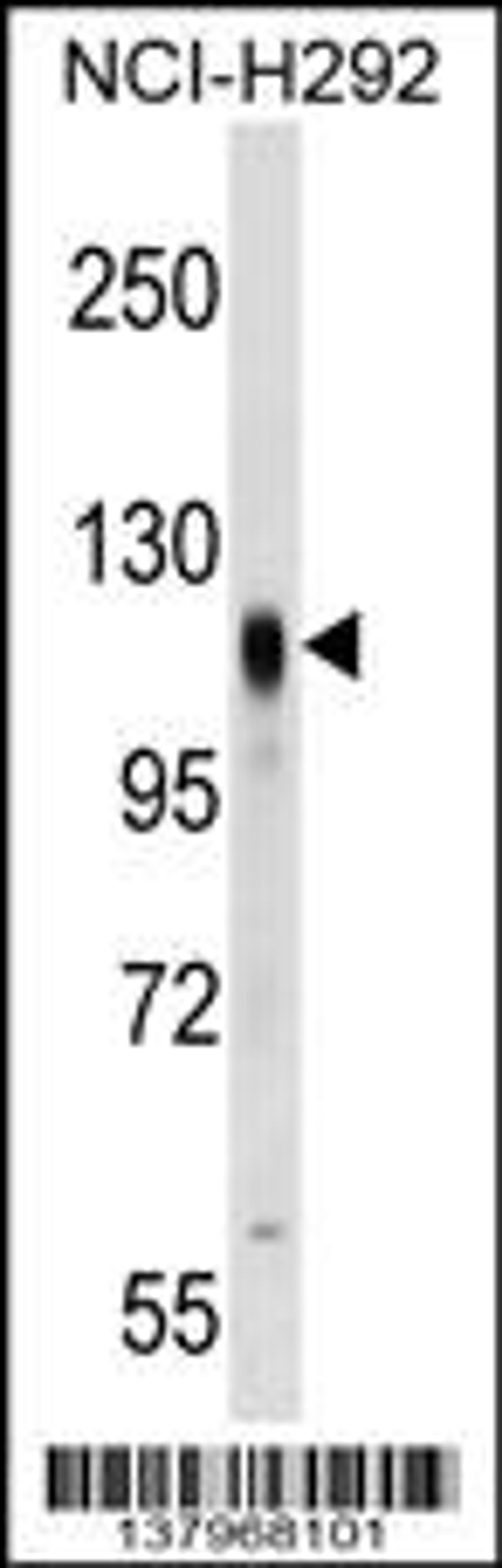 Western blot analysis in NCI-H292 cell line lysates (35ug/lane).