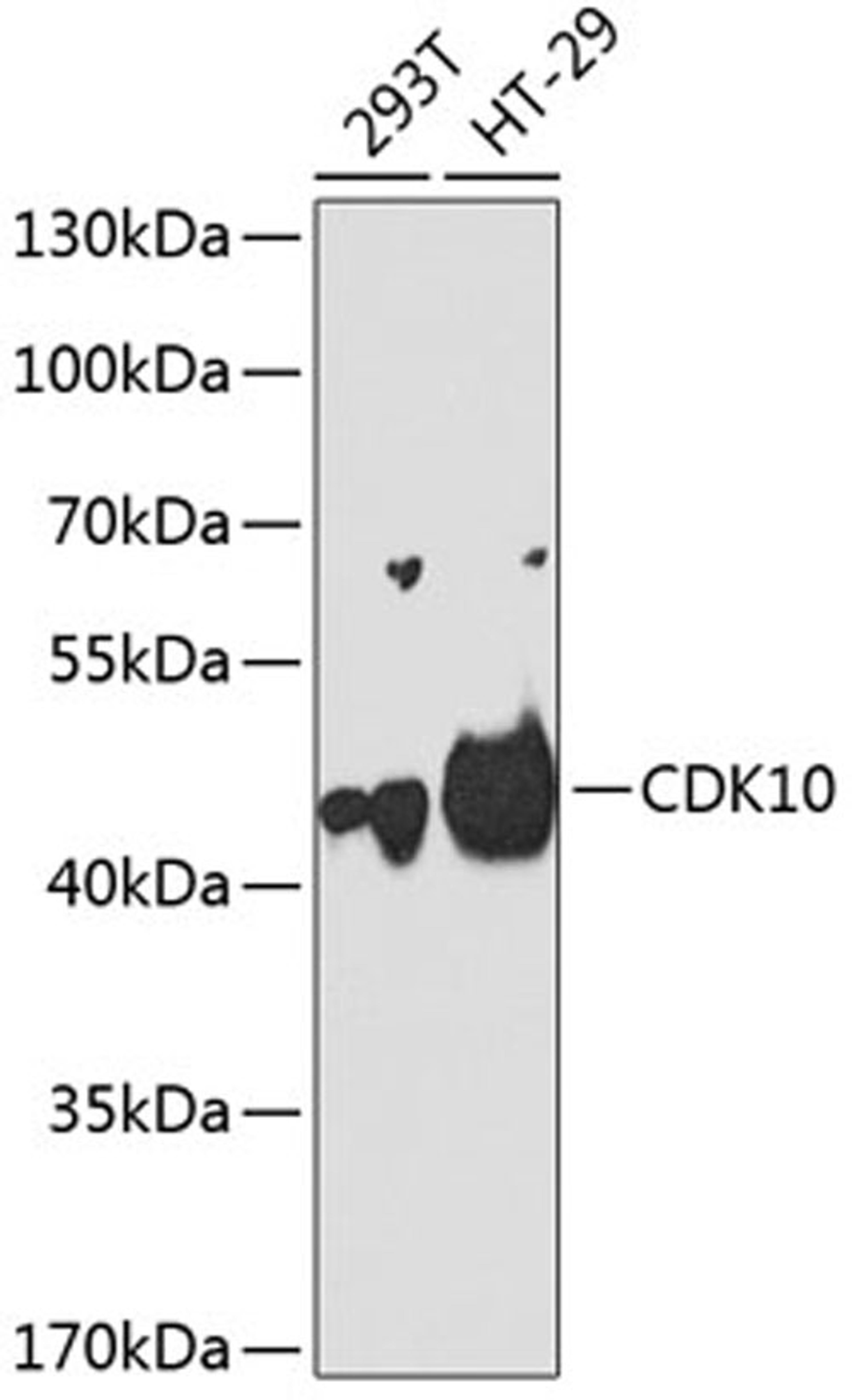 Western blot - CDK10 antibody (A2690)