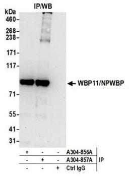 Detection of human WBP11/NPWBP by western blot of immunoprecipitates.