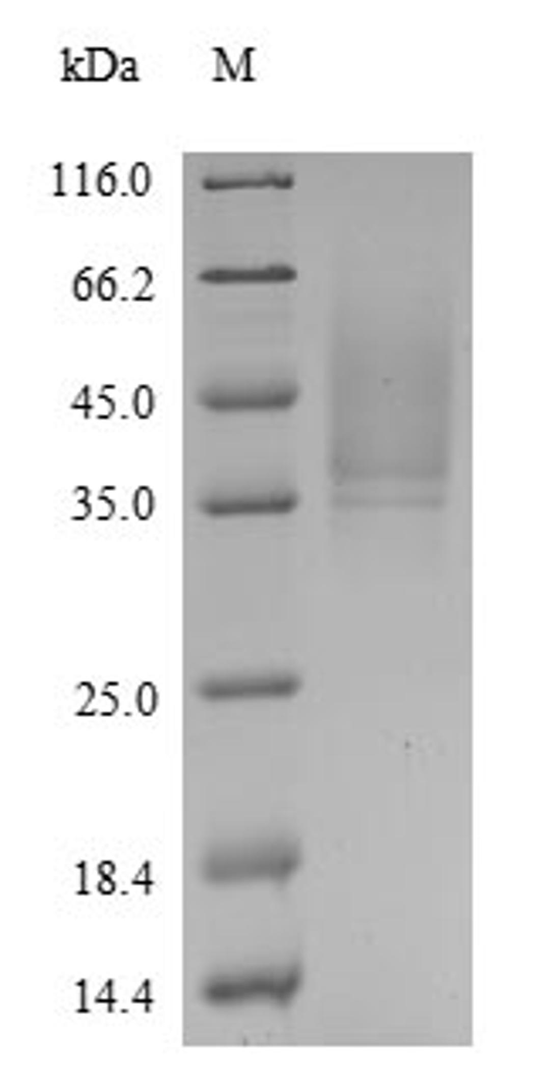 The reducing (R) protein migrates as 45 kDa in SDS-PAGE may be due to glycosylation.