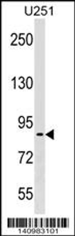 Western blot analysis in U251 cell line lysates (35ug/lane).