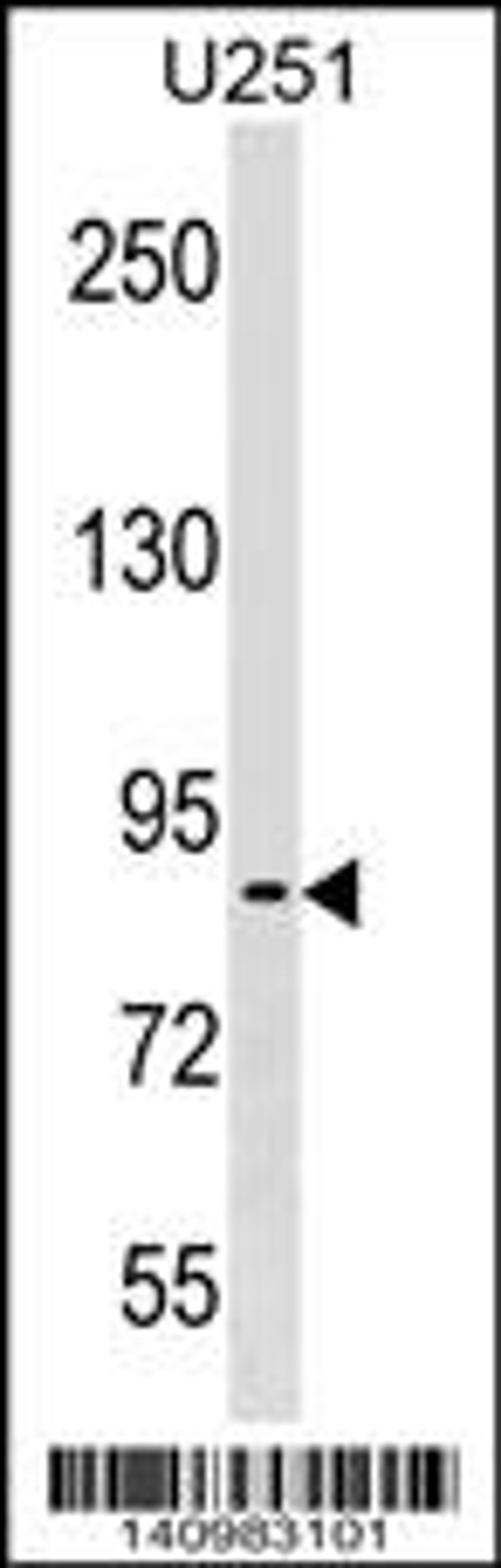 Western blot analysis in U251 cell line lysates (35ug/lane).