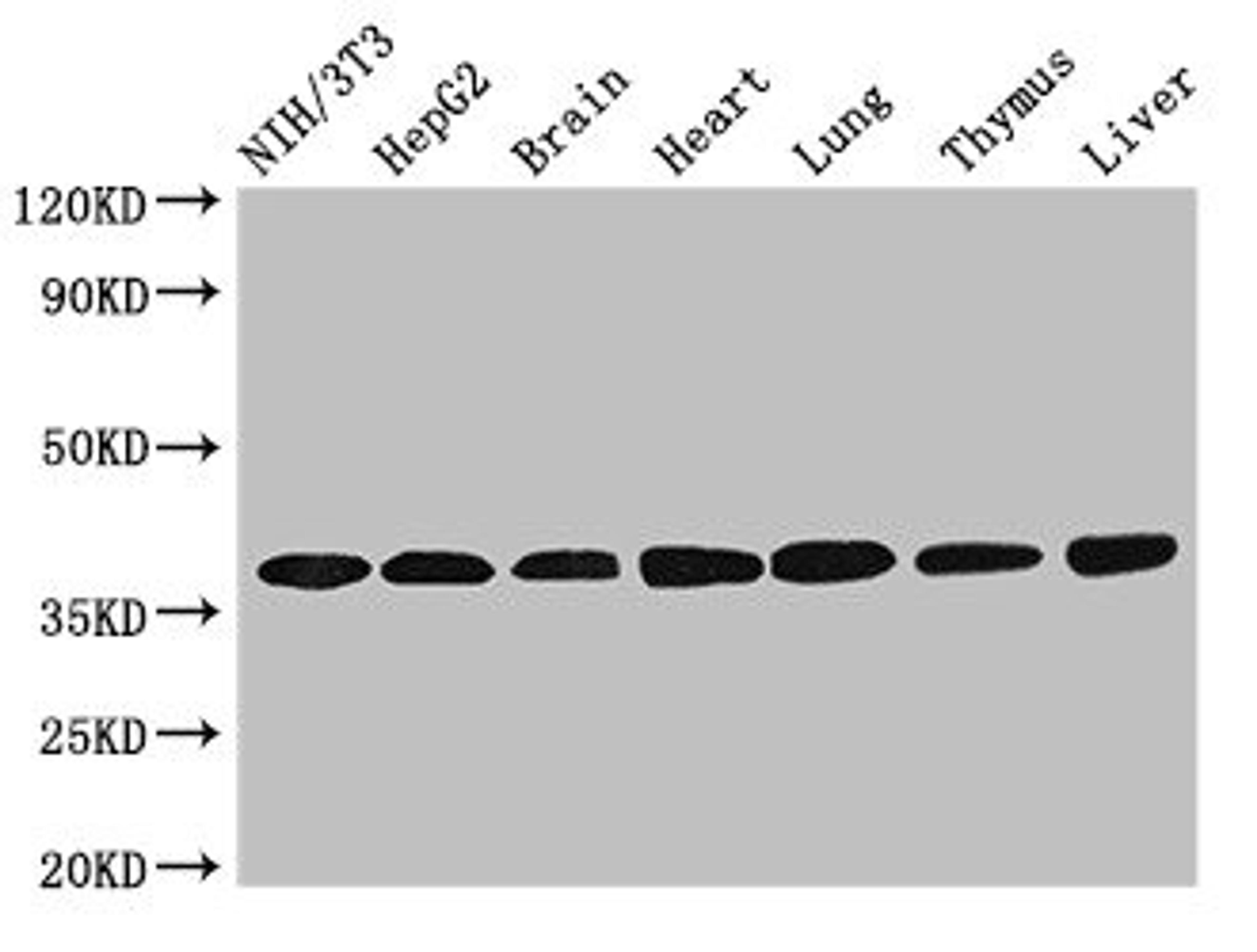 Western Blot. Positive WB detected in: NIH/3T3 whole cell lysate, HepG2 whole cell lysate, Mouse brain tissue, Mouse heart tissue, Mouse lung tissue, Mouse thymus tissue, Rat liver tissue. All lanes: LDHC antibody at 3.2ug/ml. Secondary. Goat polyclonal to rabbit IgG at 1/50000 dilution. Predicted band size: 37 kDa. Observed band size: 37 kDa. 