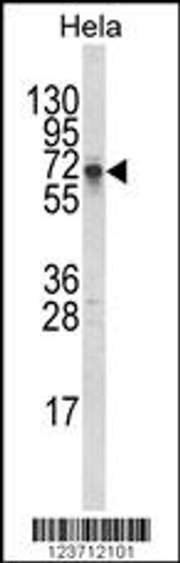 Western blot analysis of DTX1 Antibody in Hela cell line lysates (35ug/lane)