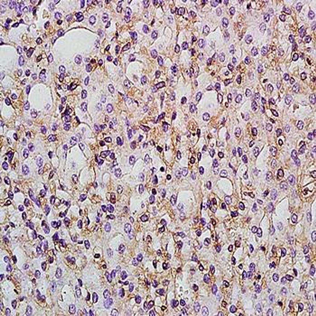 Immunohistochemical analysis of formalin-fixed and paraffin embedded rat kidney tissue (Dilution at:1:200) using PTGER1 antibody