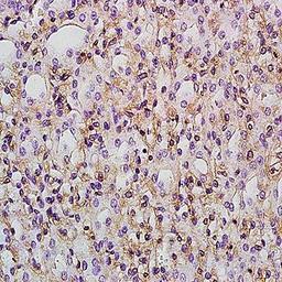 Immunohistochemical analysis of formalin-fixed and paraffin embedded rat kidney tissue (Dilution at:1:200) using PTGER1 antibody