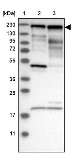 Western Blot: Supervillin Antibody [NBP1-90363] - Lane 1: Marker [kDa] 230, 130, 95, 72, 56, 36, 28, 17, 11<br/>Lane 2: Human cell line RT-4<br/>Lane 3: Human cell line U-251MG sp