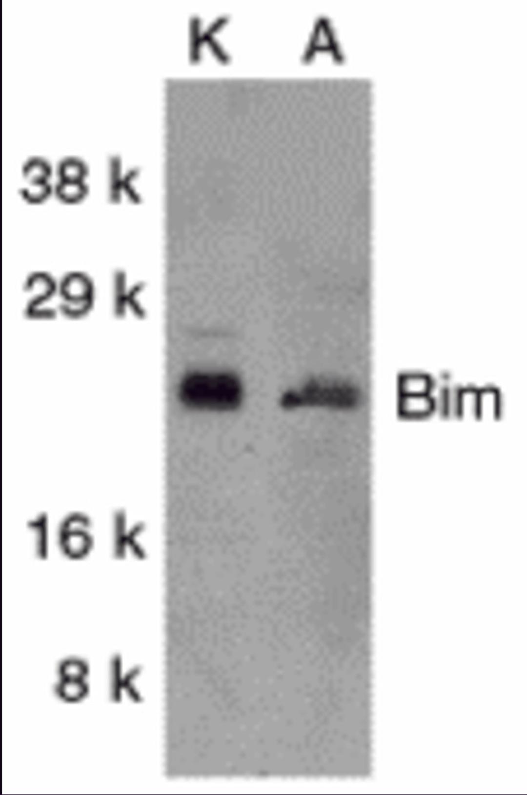 Western blot analysis of Bim in K562 (K) and A549 (A) whole cell lysates with Bim antibody at 1 μg/mL.