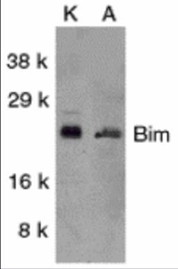 Western blot analysis of Bim in K562 (K) and A549 (A) whole cell lysates with Bim antibody at 1 μg/mL.