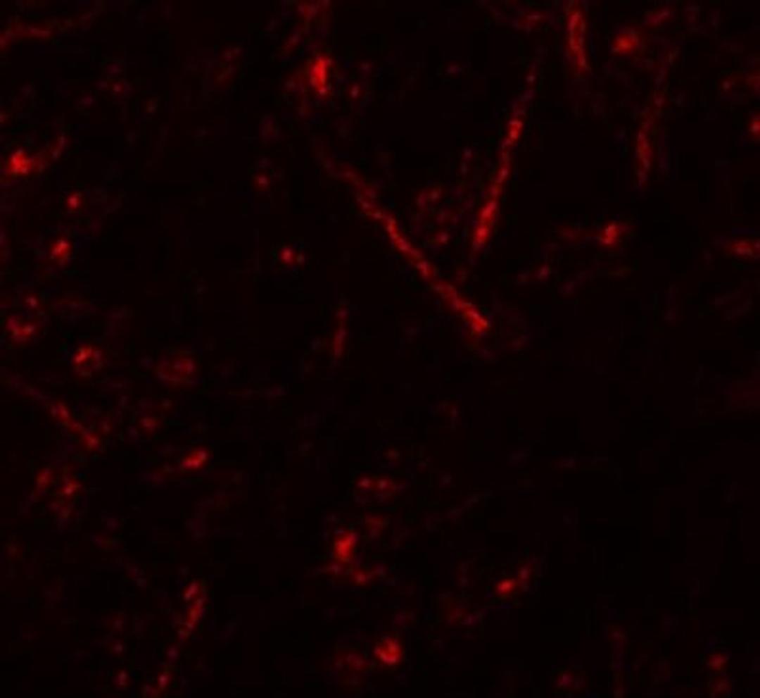 Immunocytochemistry/Immunofluorescence: Vasohibin Antibody [NBP1-76579] - Immunofluorescence of VASH1 in mouse brain tissue with VASH1 antibody at 20 ug/mL.