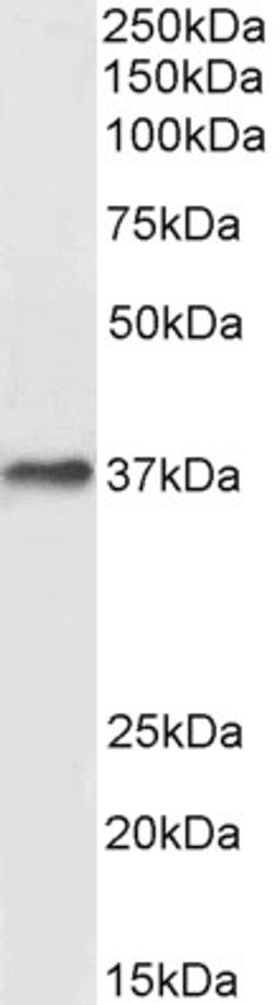 45-502 (0.3ug/ml) staining of Human Liver lysate (35ug protein in RIPA buffer). Primary incubation was 1 hour. Detected by chemiluminescence.