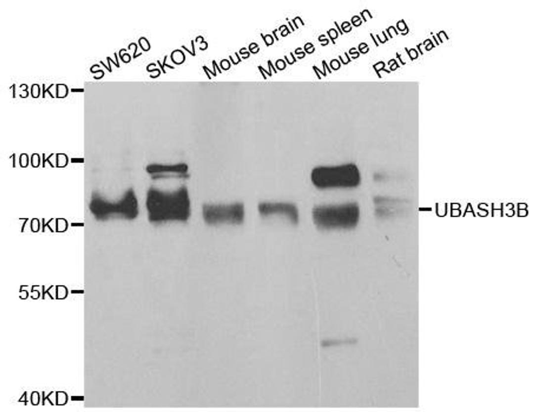 Western blot analysis of extracts of various cell lines using UBASH3B antibody