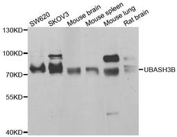 Western blot analysis of extracts of various cell lines using UBASH3B antibody