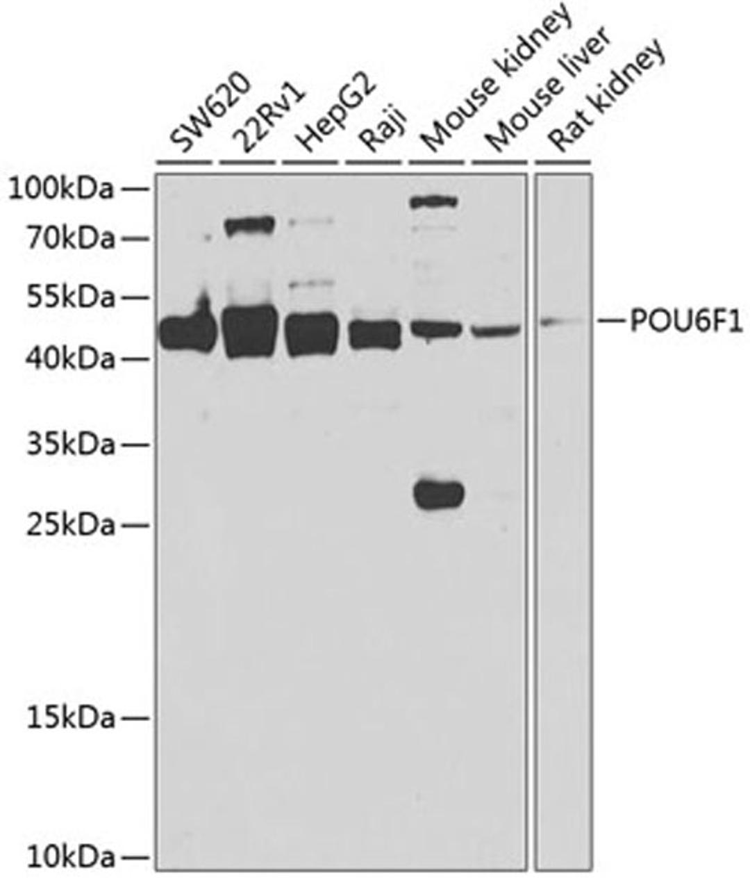 Western blot - POU6F1 antibody (A7299)