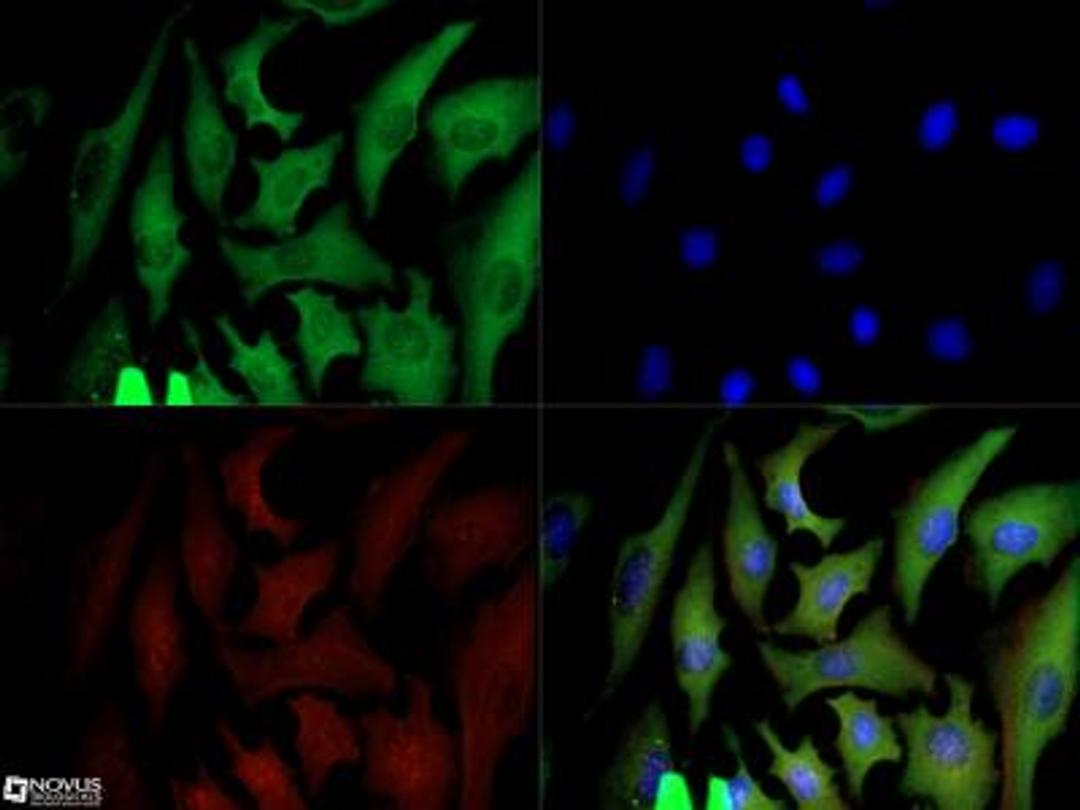 Immunocytochemistry/Immunofluorescence: GAPDH Antibody (13H12) [NBP2-27103] - GAPDH antibody was tested in HeLa cells with Dylight 488 (green). Nuclei and alpha-tubulin were counterstained with DAPI (blue) and Dylight 550 (red). A dilution of 1:10 was used. Image objective 40x.