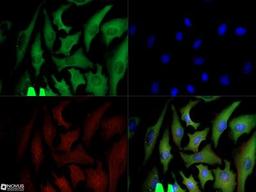 Immunocytochemistry/Immunofluorescence: GAPDH Antibody (13H12) [NBP2-27103] - GAPDH antibody was tested in HeLa cells with Dylight 488 (green). Nuclei and alpha-tubulin were counterstained with DAPI (blue) and Dylight 550 (red). A dilution of 1:10 was used. Image objective 40x.