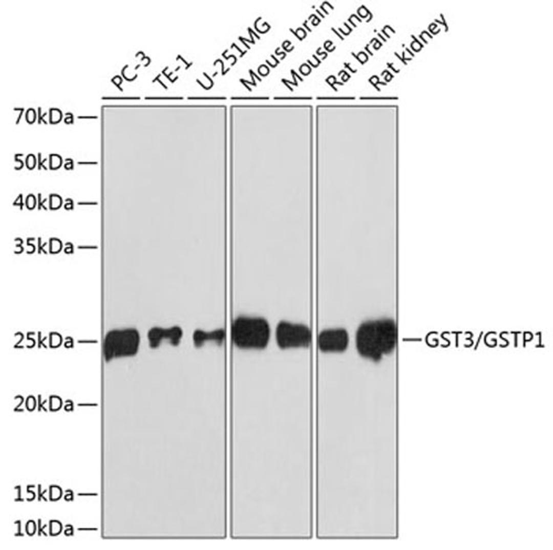 Western blot - GST3 / GSTP1 antibody (A19061)