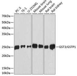 Western blot - GST3 / GSTP1 antibody (A19061)