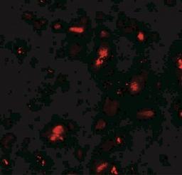 Immunocytochemistry/Immunofluorescence: GRK6 Antibody [NBP2-41248] - Immunofluorescence of GRK6 in human small intestine tissue with GRK6 antibody at 20 ug/mL.