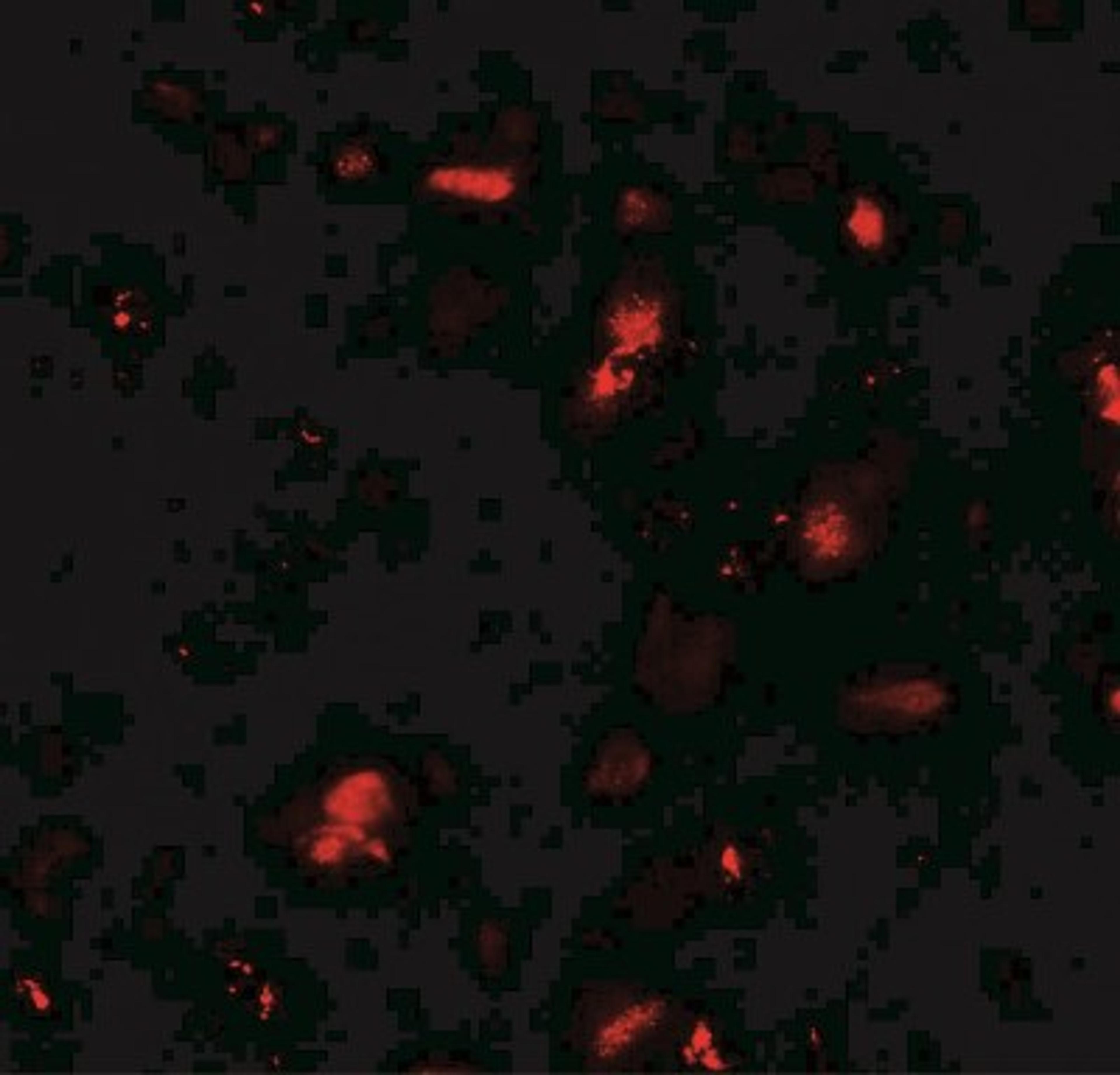 Immunocytochemistry/Immunofluorescence: GRK6 Antibody [NBP2-41248] - Immunofluorescence of GRK6 in human small intestine tissue with GRK6 antibody at 20 ug/mL.