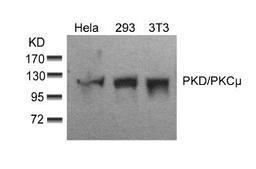 Western blot analysis of lysed extracts from HeLa, 293 and 3T3 cells using PKD/PKCμ (Ab-910).