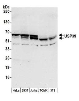 Detection of human and mouse USP39 by western blot.