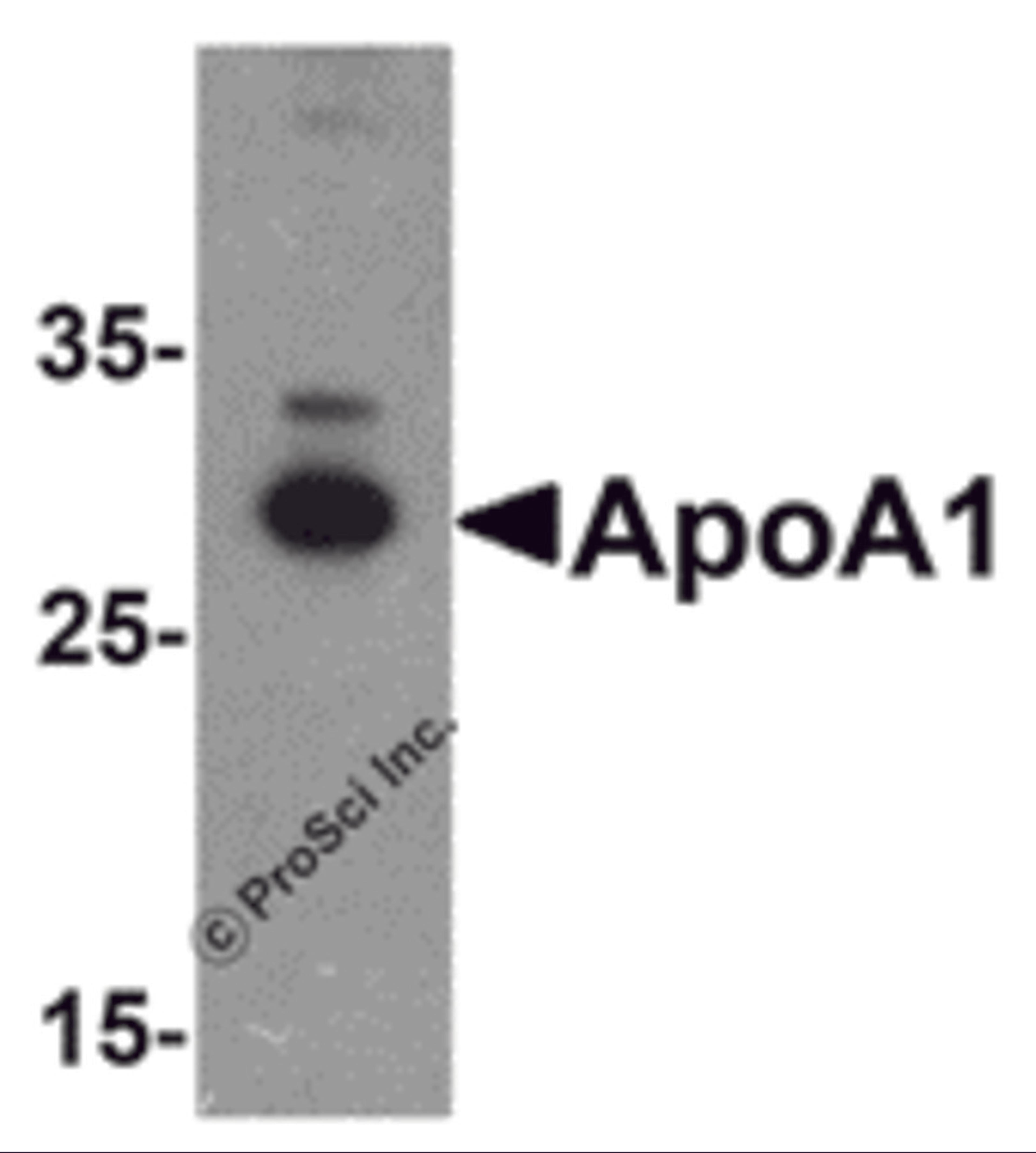 Western blot analysis of ApoA1 in chicken liver tissue lysate with ApoA1 antibody at 1 &#956;g/mL .