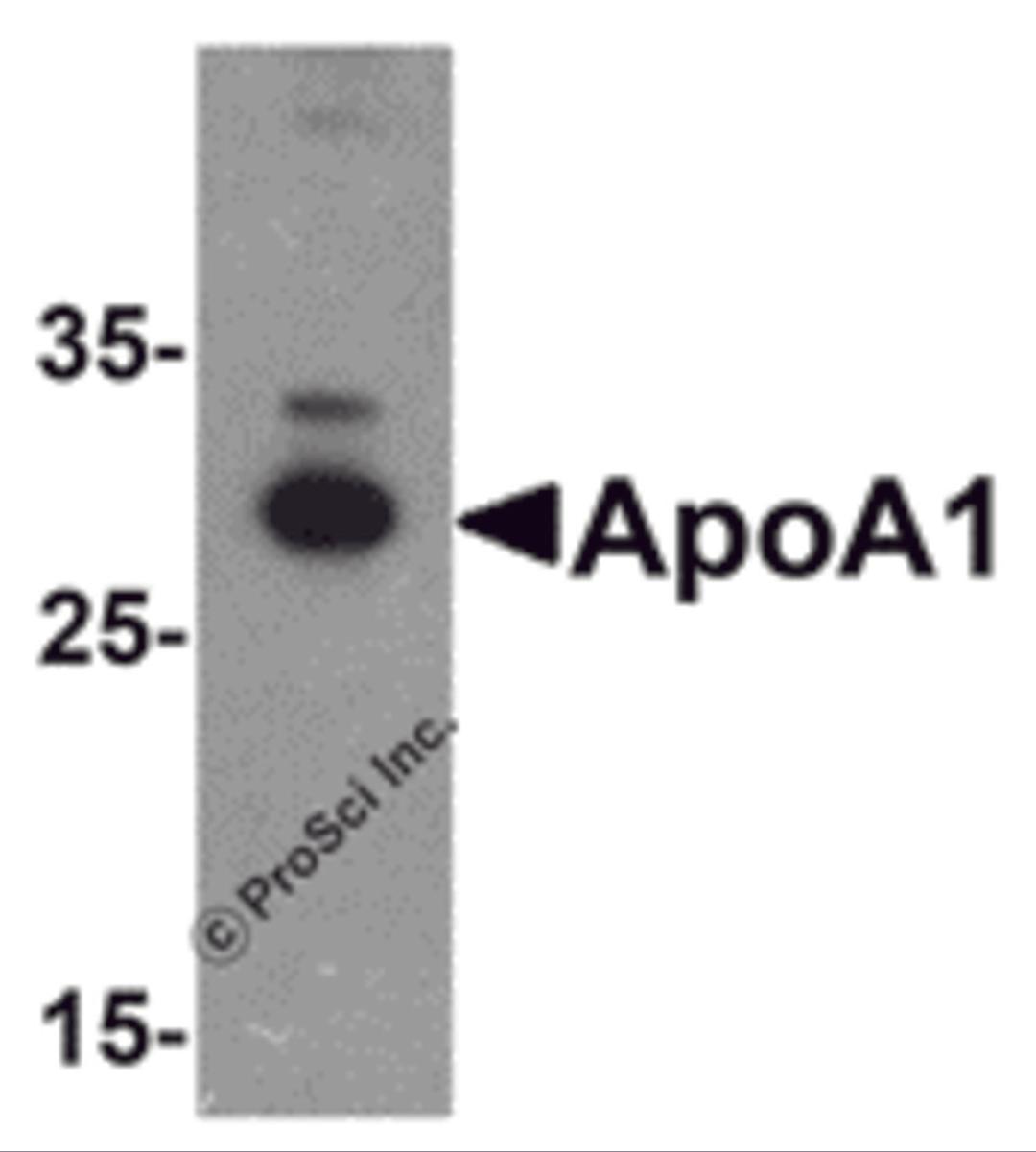 Western blot analysis of ApoA1 in chicken liver tissue lysate with ApoA1 antibody at 1 μg/mL .