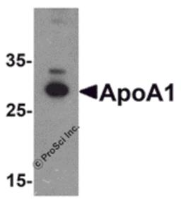 Western blot analysis of ApoA1 in chicken liver tissue lysate with ApoA1 antibody at 1 μg/mL .