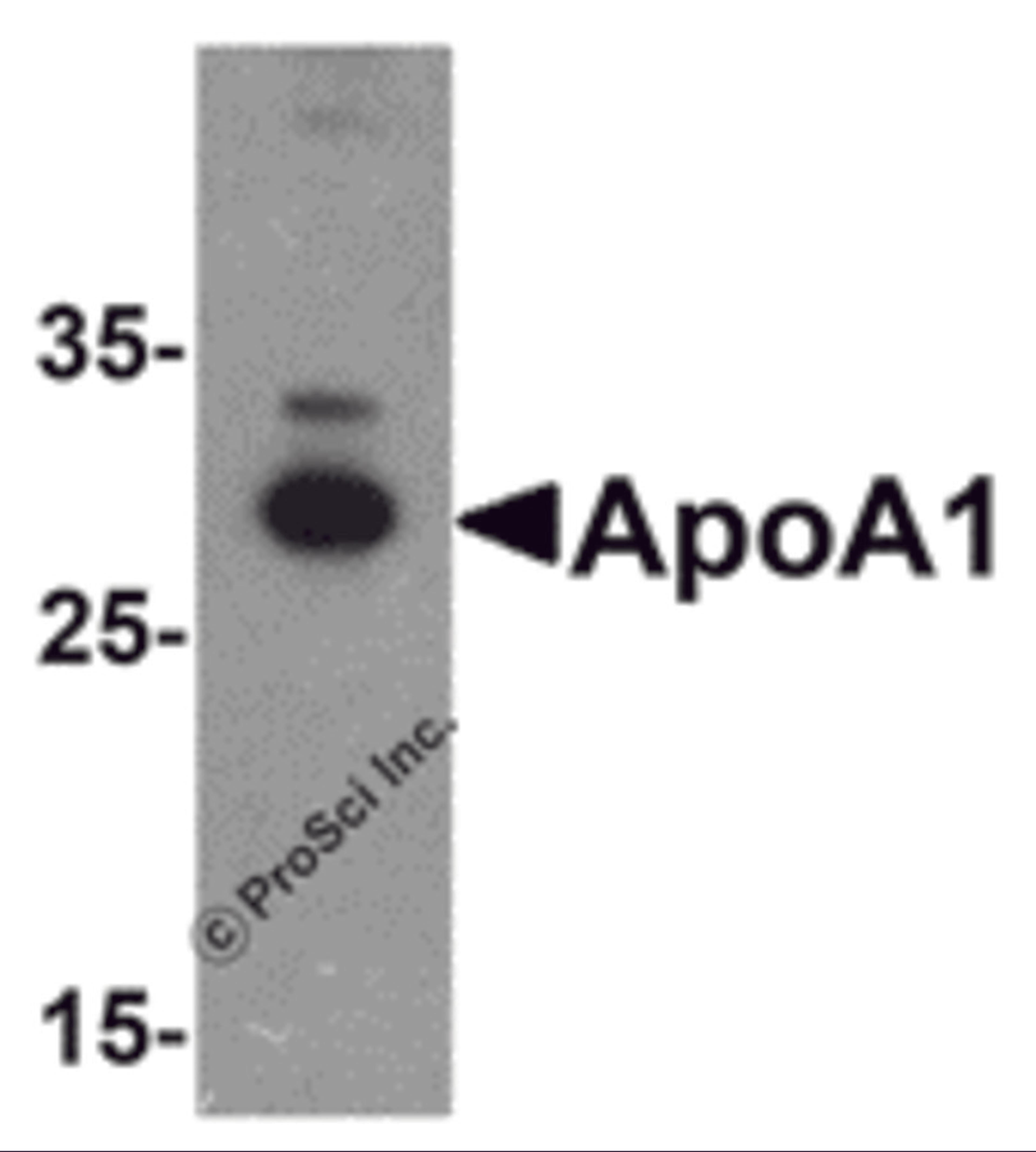 Western blot analysis of ApoA1 in chicken liver tissue lysate with ApoA1 antibody at 1 μg/mL .
