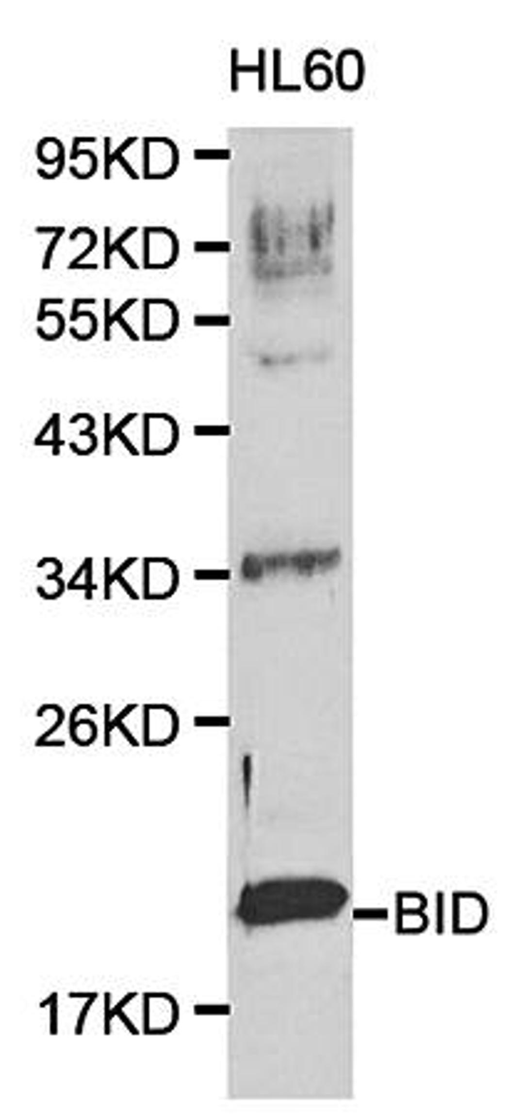 Western blot analysis of hl60 cell line lysates using Bid  antibody