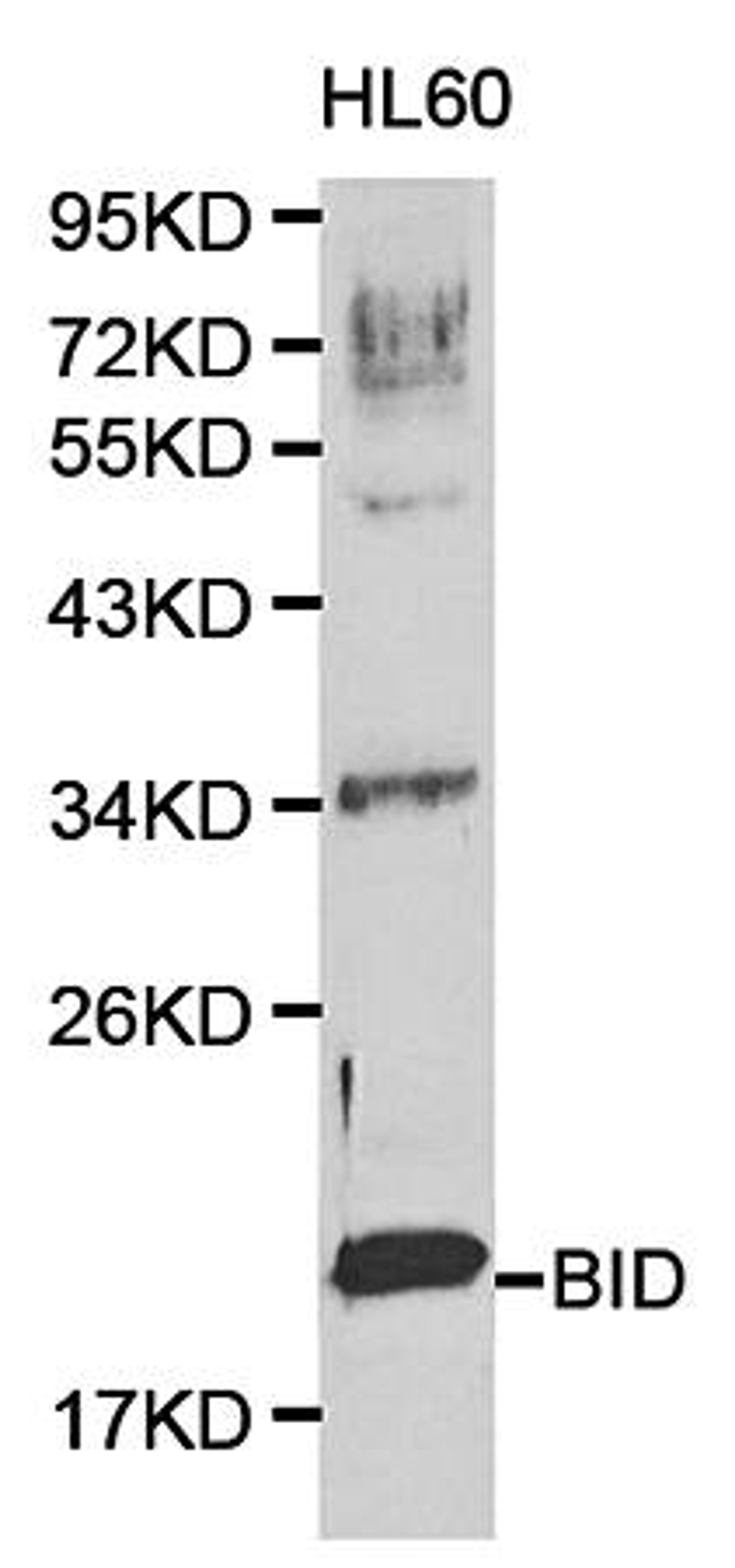 Western blot analysis of hl60 cell line lysates using Bid  antibody