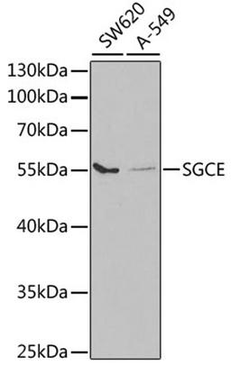 Western blot - SGCE antibody (A5330)