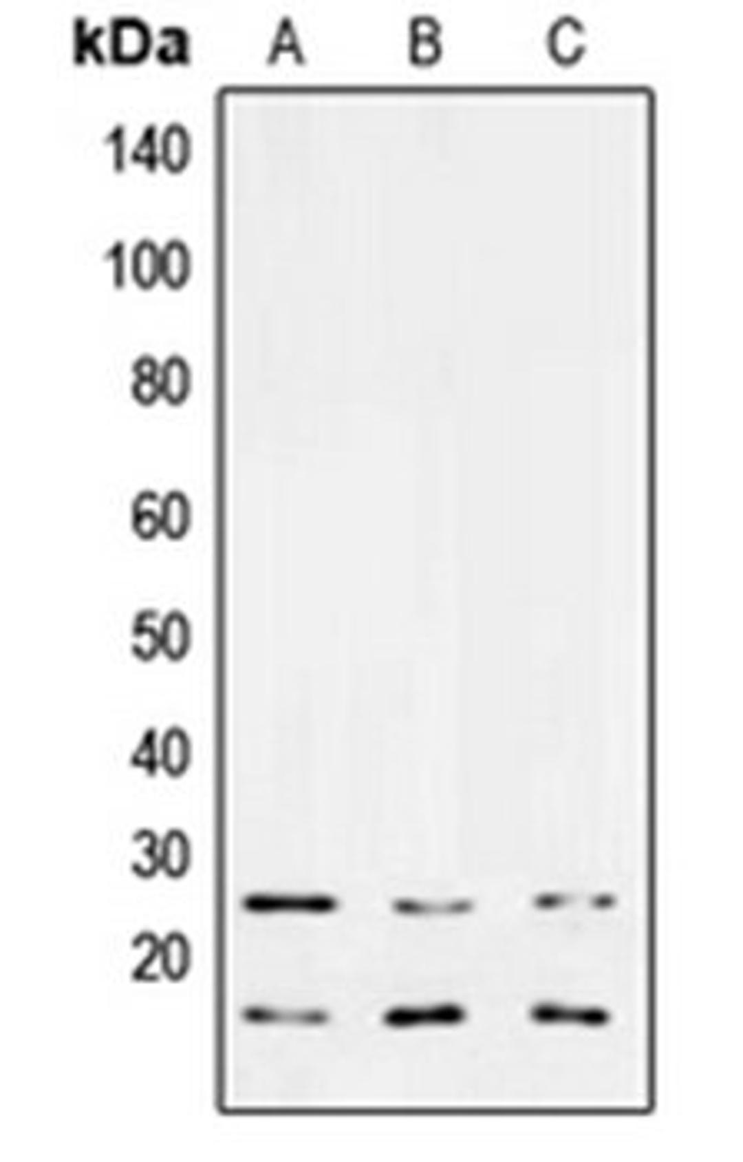 Western blot analysis of MCF7 (Lane 1), NIH3T3 (Lane 2), PC12 (Lane 3) whole cell lysates using TGFB3 antibody