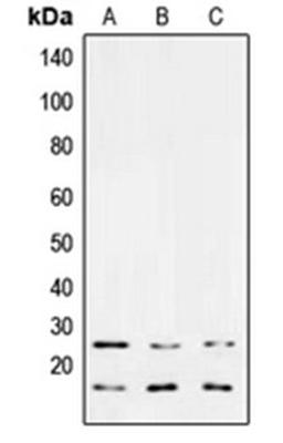 Western blot analysis of MCF7 (Lane 1), NIH3T3 (Lane 2), PC12 (Lane 3) whole cell lysates using TGFB3 antibody