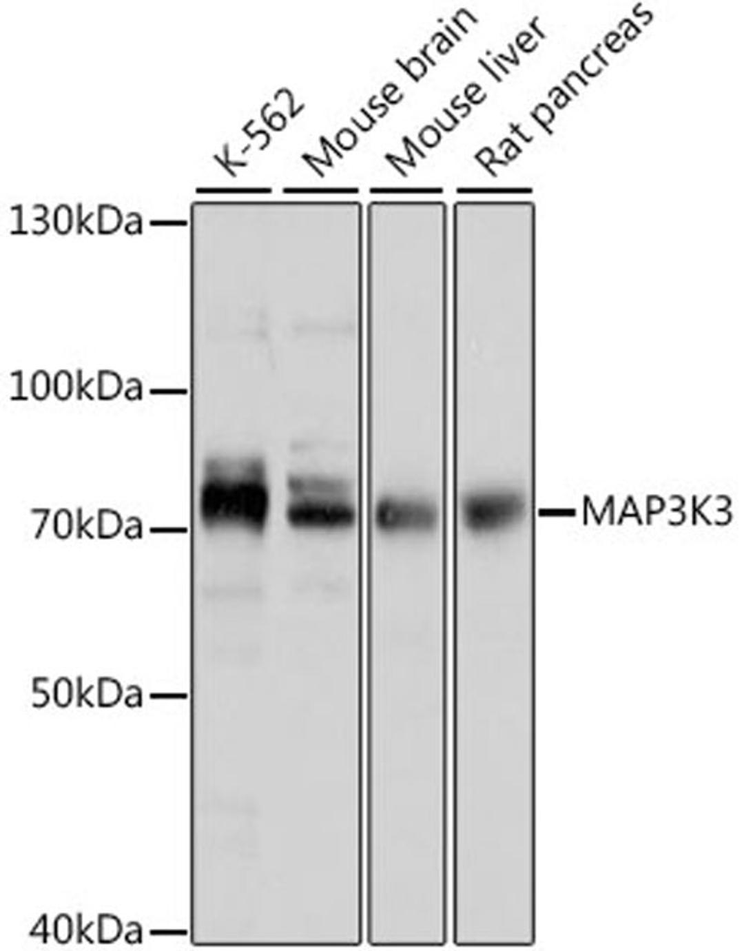 Western blot - MAP3K3 antibody (A16058)